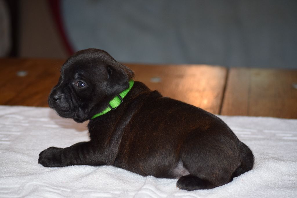 du Domaine de Poudlard - Petit chiots disponibles m\f