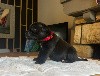  - Petit chiot male disponible 