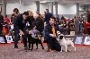  - Bruxelle dog show 