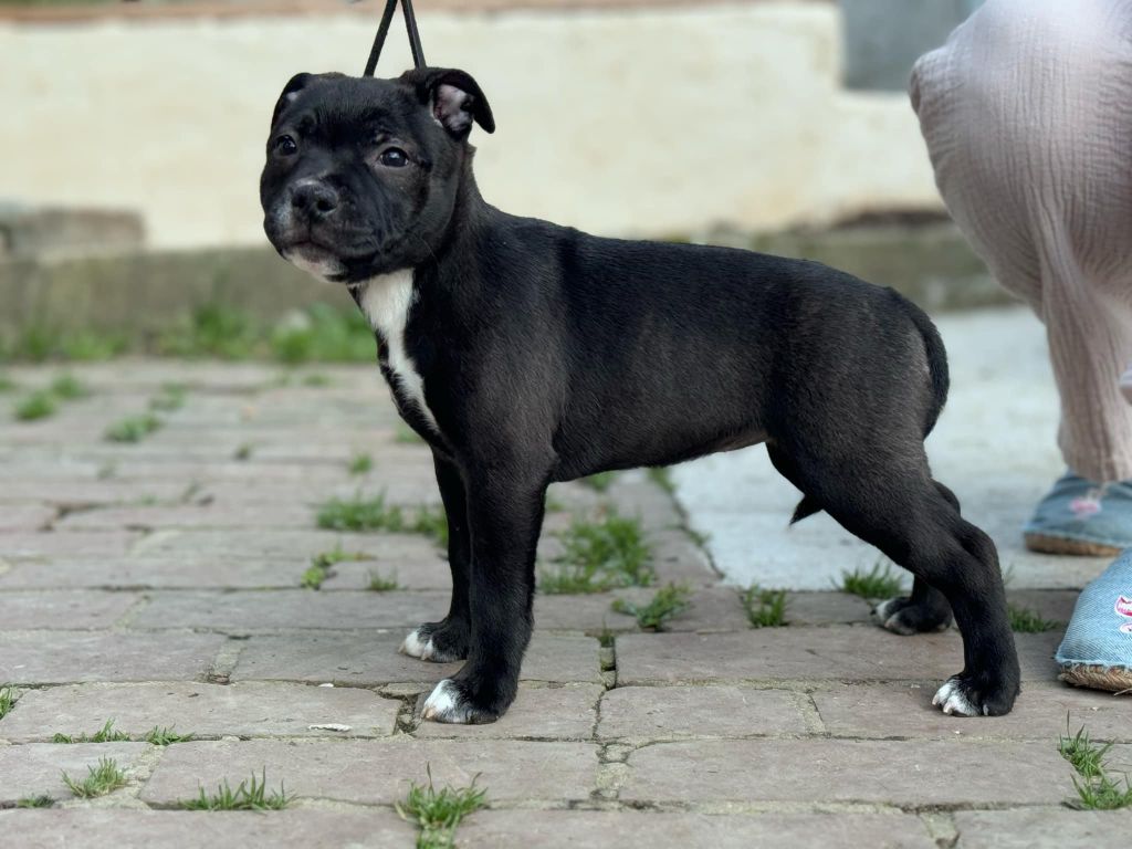 du Domaine de Poudlard - Chiot disponible  - Staffordshire Bull Terrier