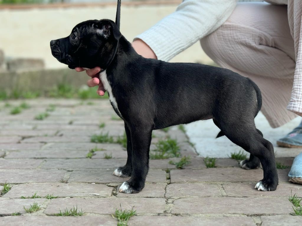 du Domaine de Poudlard - Chiot disponible  - Staffordshire Bull Terrier