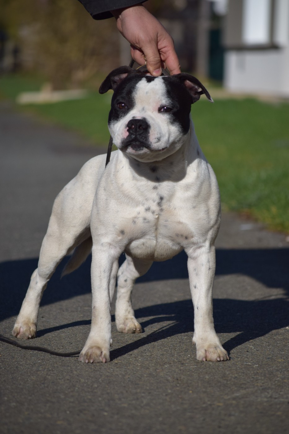 Karukera Empire Joker