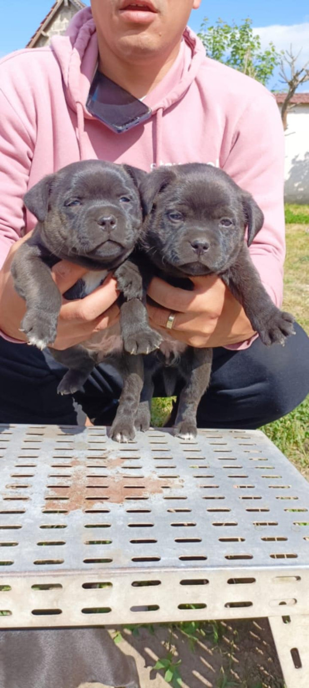 du Domaine de Poudlard - 2 Petites femelles disponibles le 17 janvier