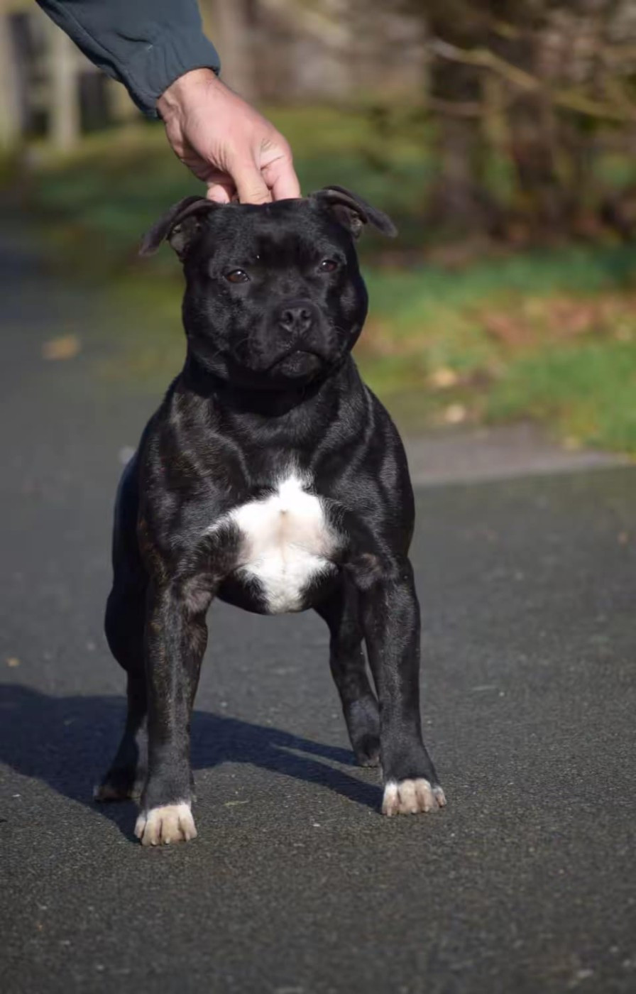 Wesley disponible en sallie