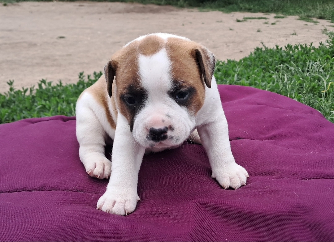 Petit male disponible