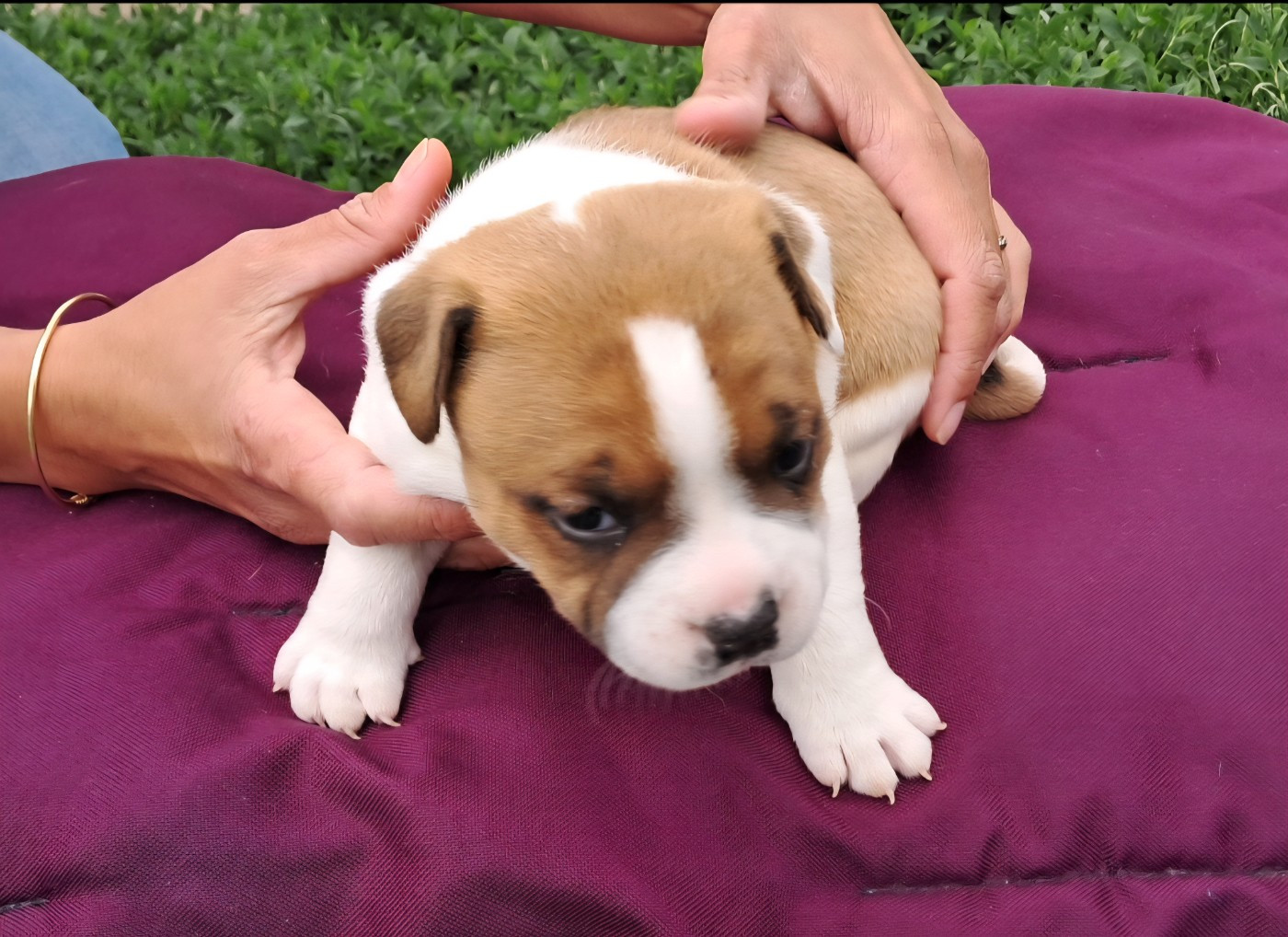 Petit male disponible le 15 julliet