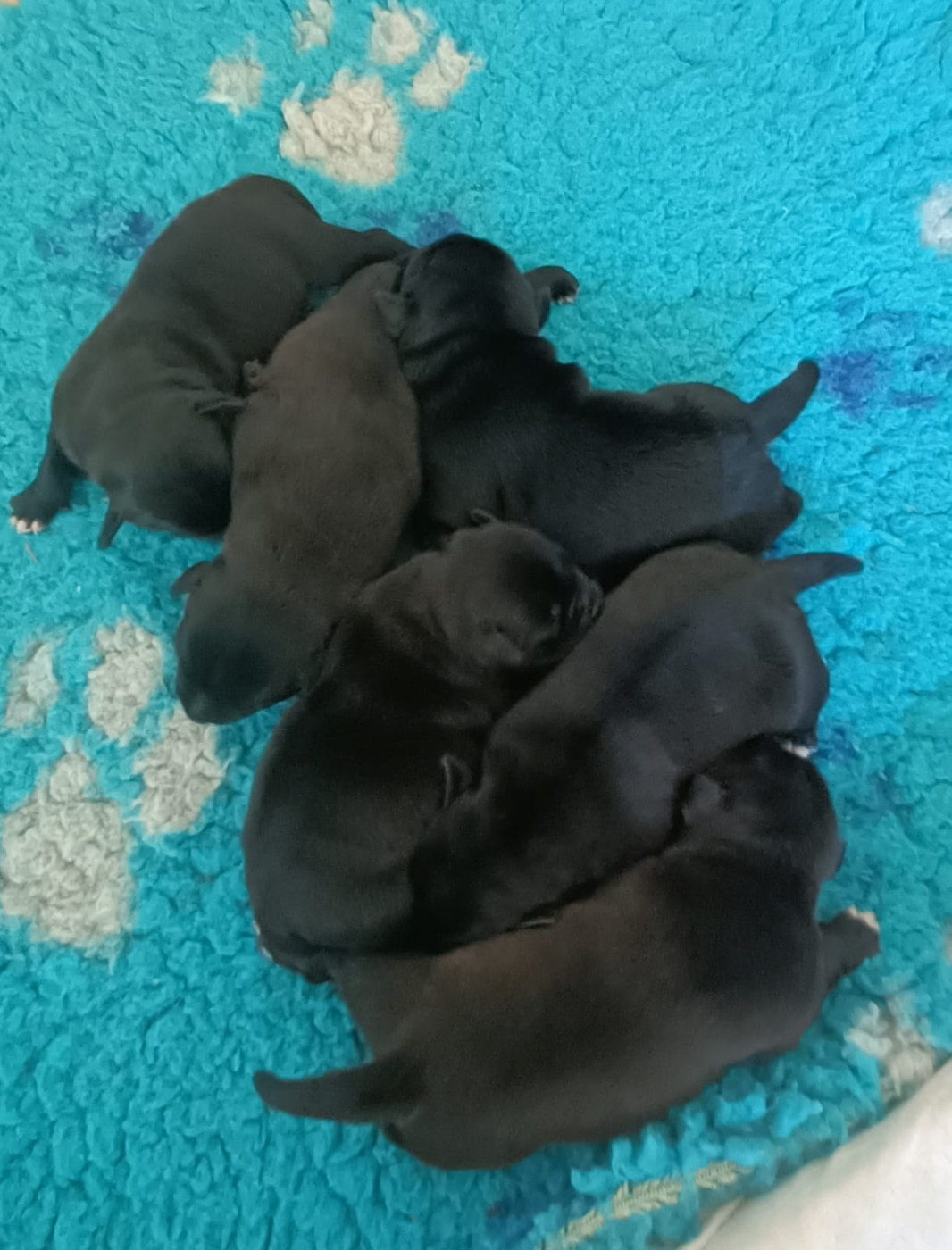 Chiots bientôt disponible