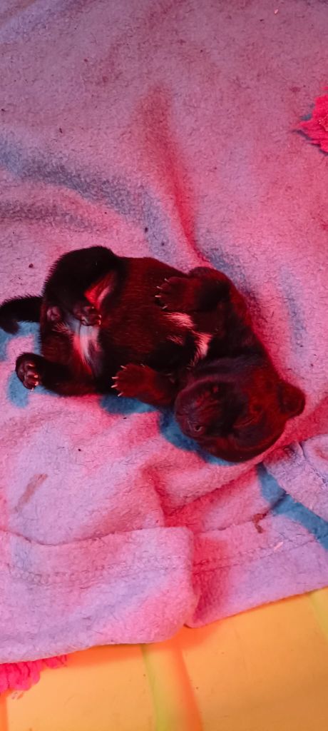 du Domaine de Poudlard - Chiots disponibles - Staffordshire Bull Terrier