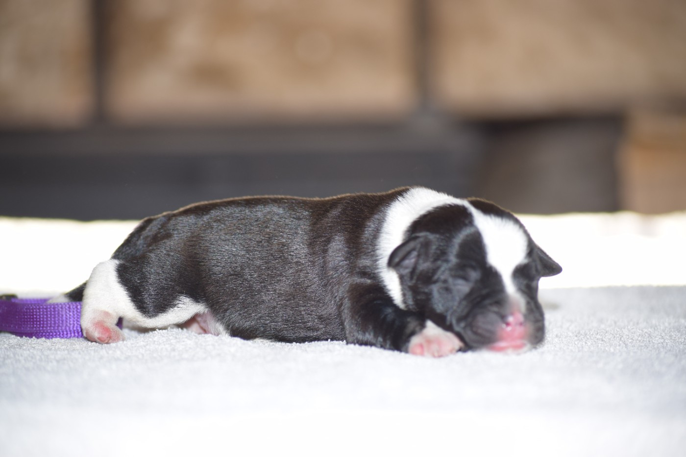 du Domaine de Poudlard - Chiots disponibles - Staffordshire Bull Terrier