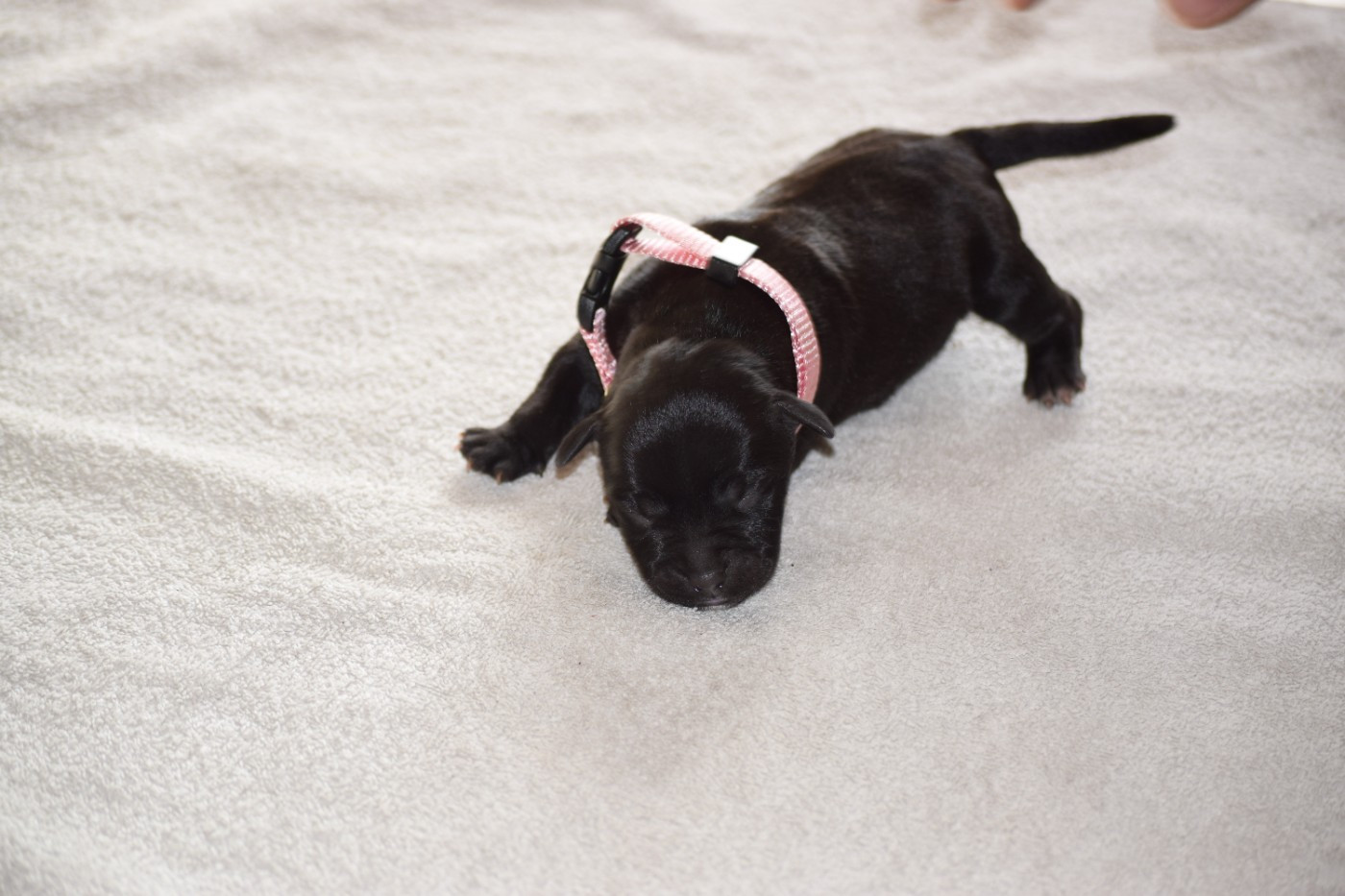 du Domaine de Poudlard - Chiots disponibles - Staffordshire Bull Terrier