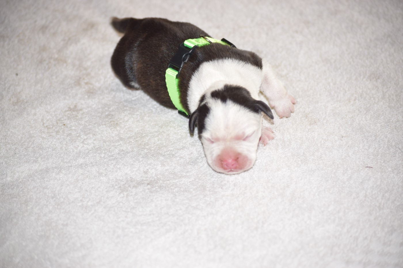 du Domaine de Poudlard - Chiots disponibles - Staffordshire Bull Terrier