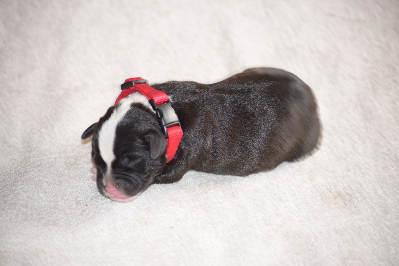 du Domaine de Poudlard - Chiots disponibles - Staffordshire Bull Terrier