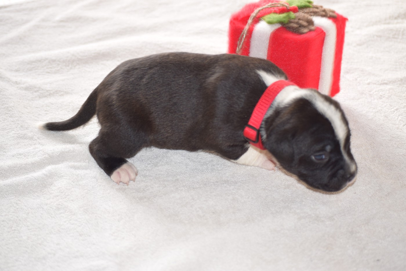 du Domaine de Poudlard - Chiots disponibles - Staffordshire Bull Terrier