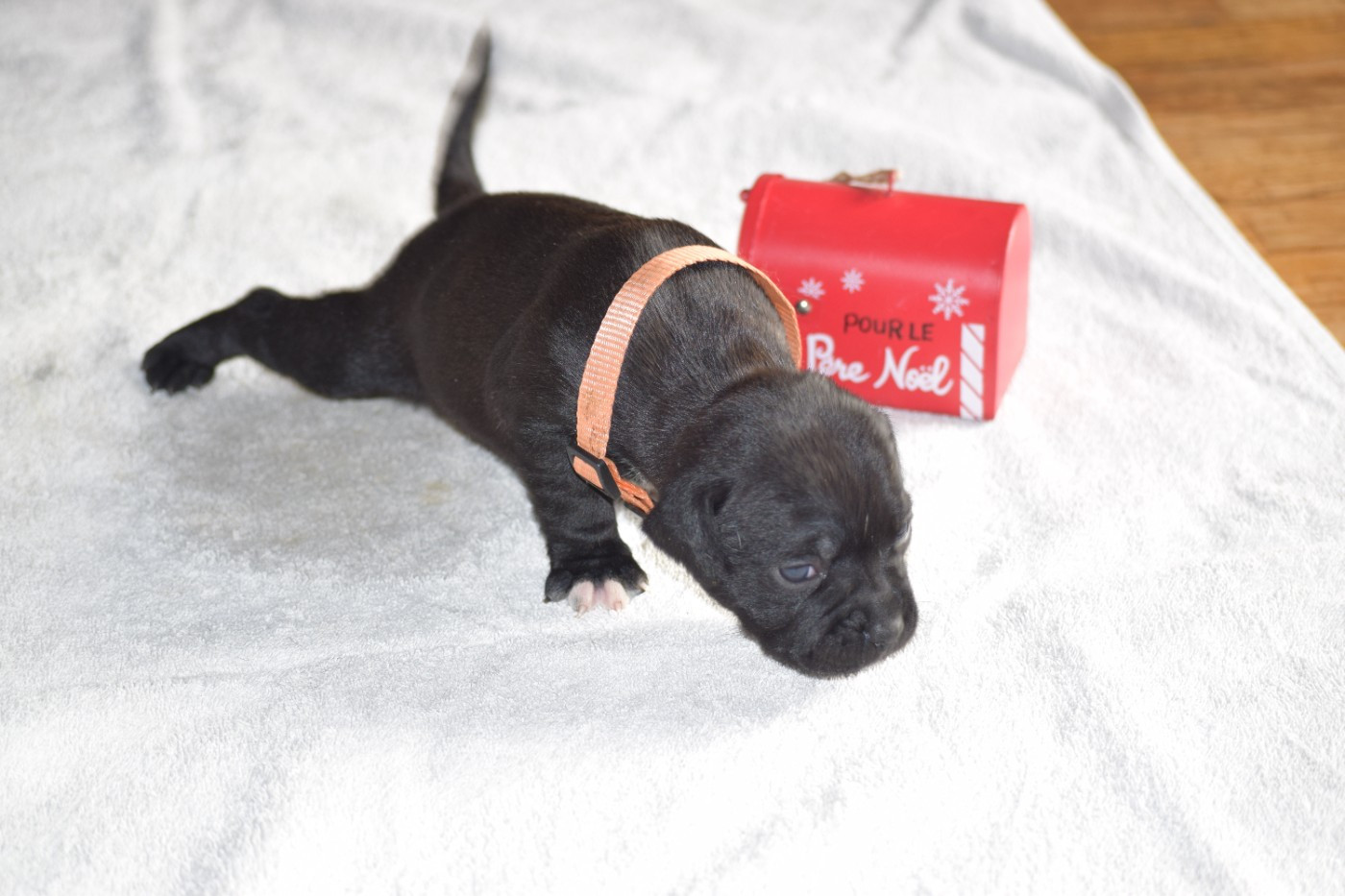 du Domaine de Poudlard - Chiots disponibles - Staffordshire Bull Terrier
