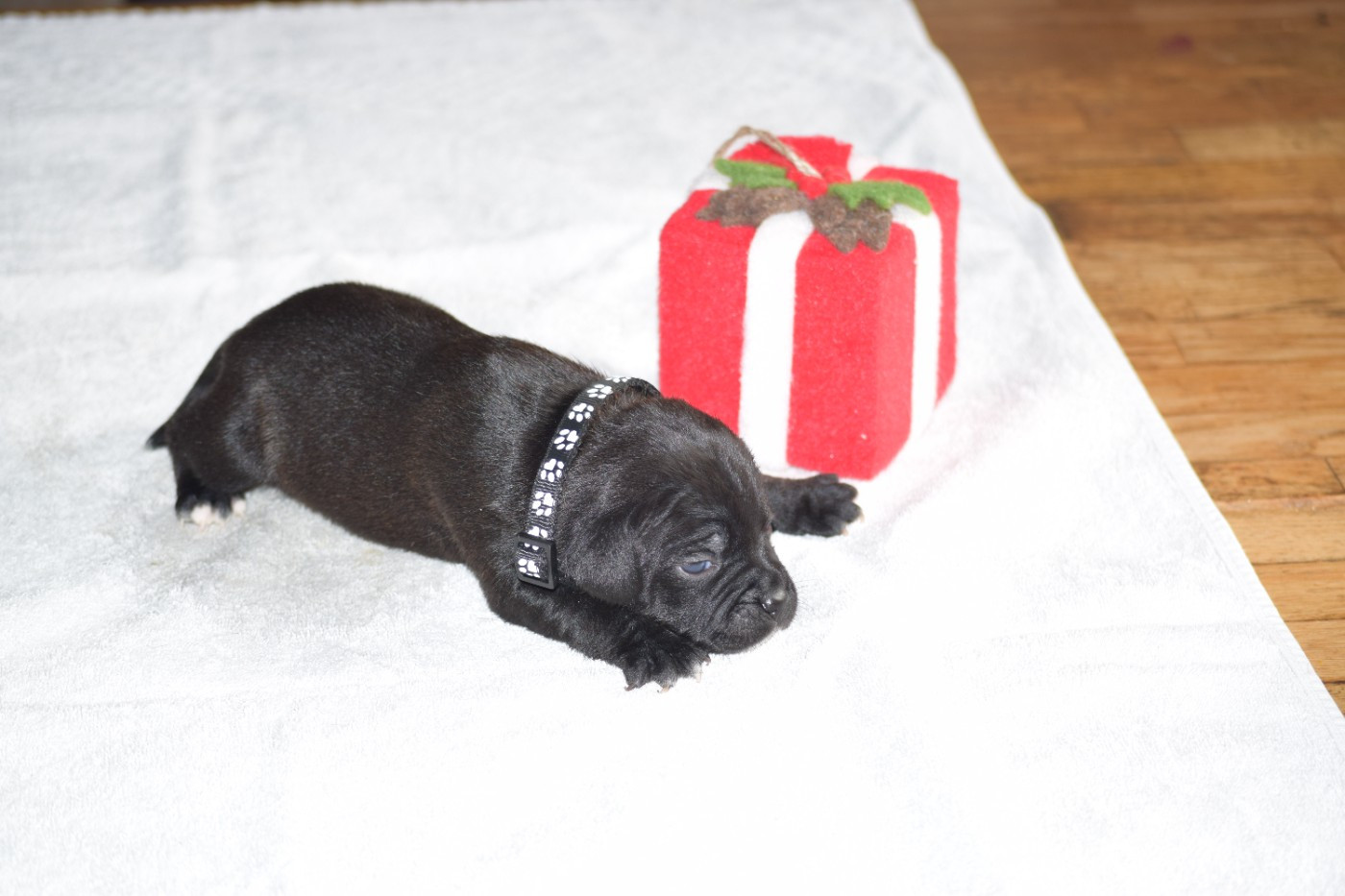 du Domaine de Poudlard - Chiots disponibles - Staffordshire Bull Terrier