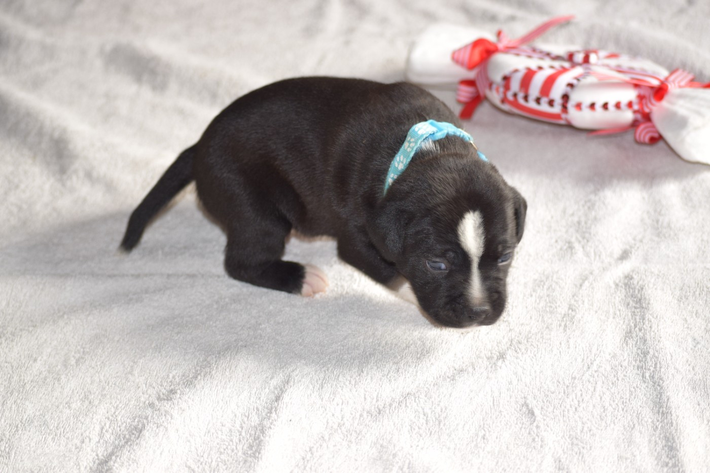 du Domaine de Poudlard - Chiots disponibles - Staffordshire Bull Terrier