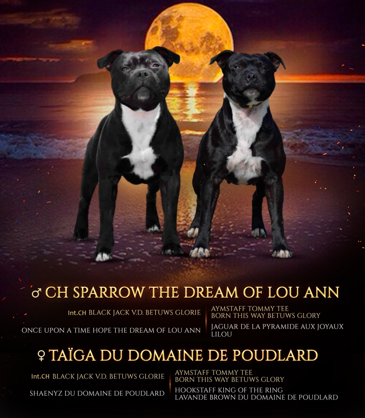 Chiot Staffordshire Bull Terrier du Domaine de Poudlard