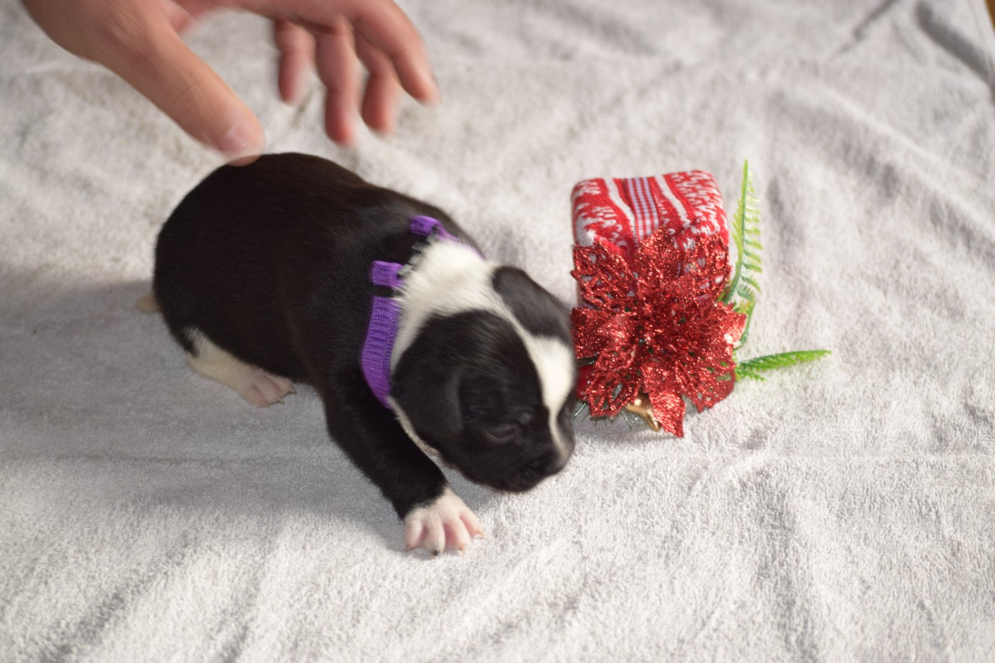 du Domaine de Poudlard - Chiots disponibles - Staffordshire Bull Terrier