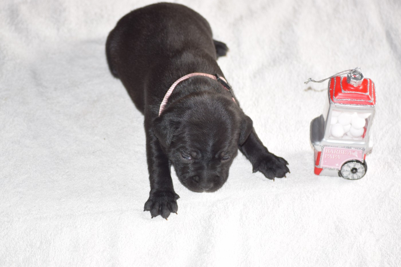 du Domaine de Poudlard - Chiots disponibles - Staffordshire Bull Terrier