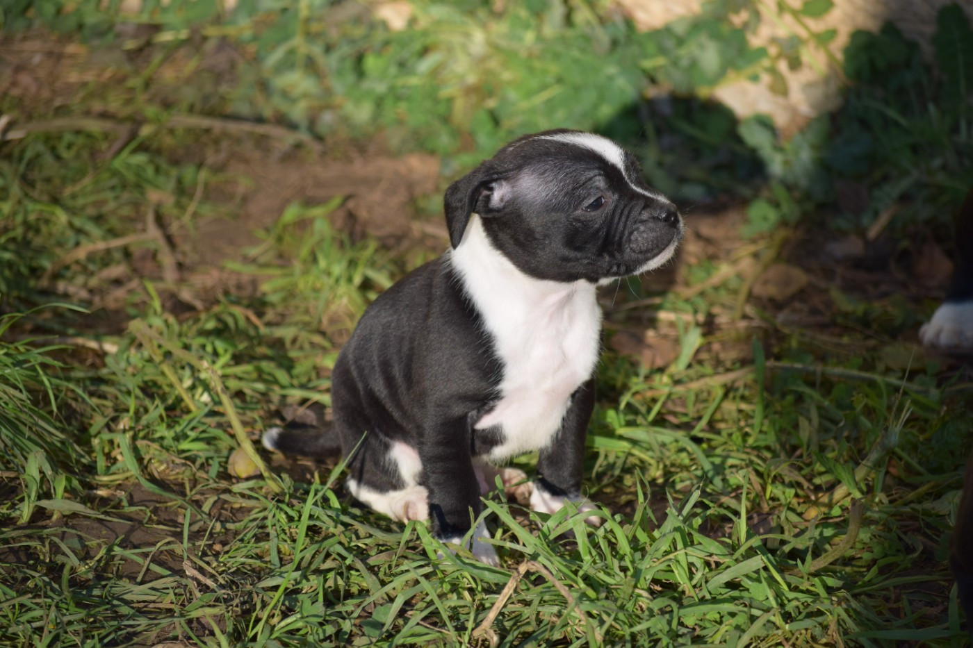 du Domaine de Poudlard - Chiots disponibles - Staffordshire Bull Terrier