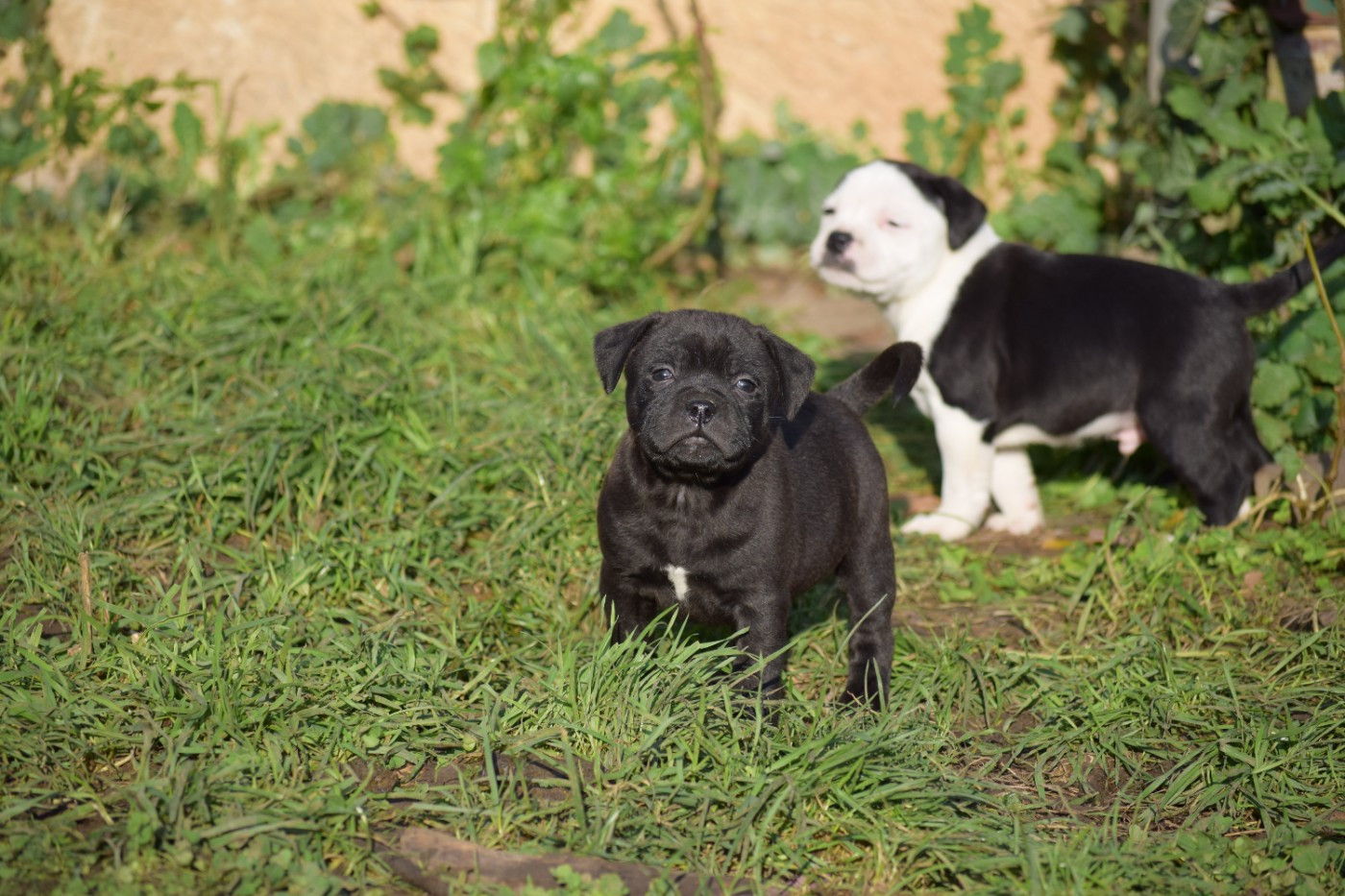du Domaine de Poudlard - Chiots disponibles - Staffordshire Bull Terrier