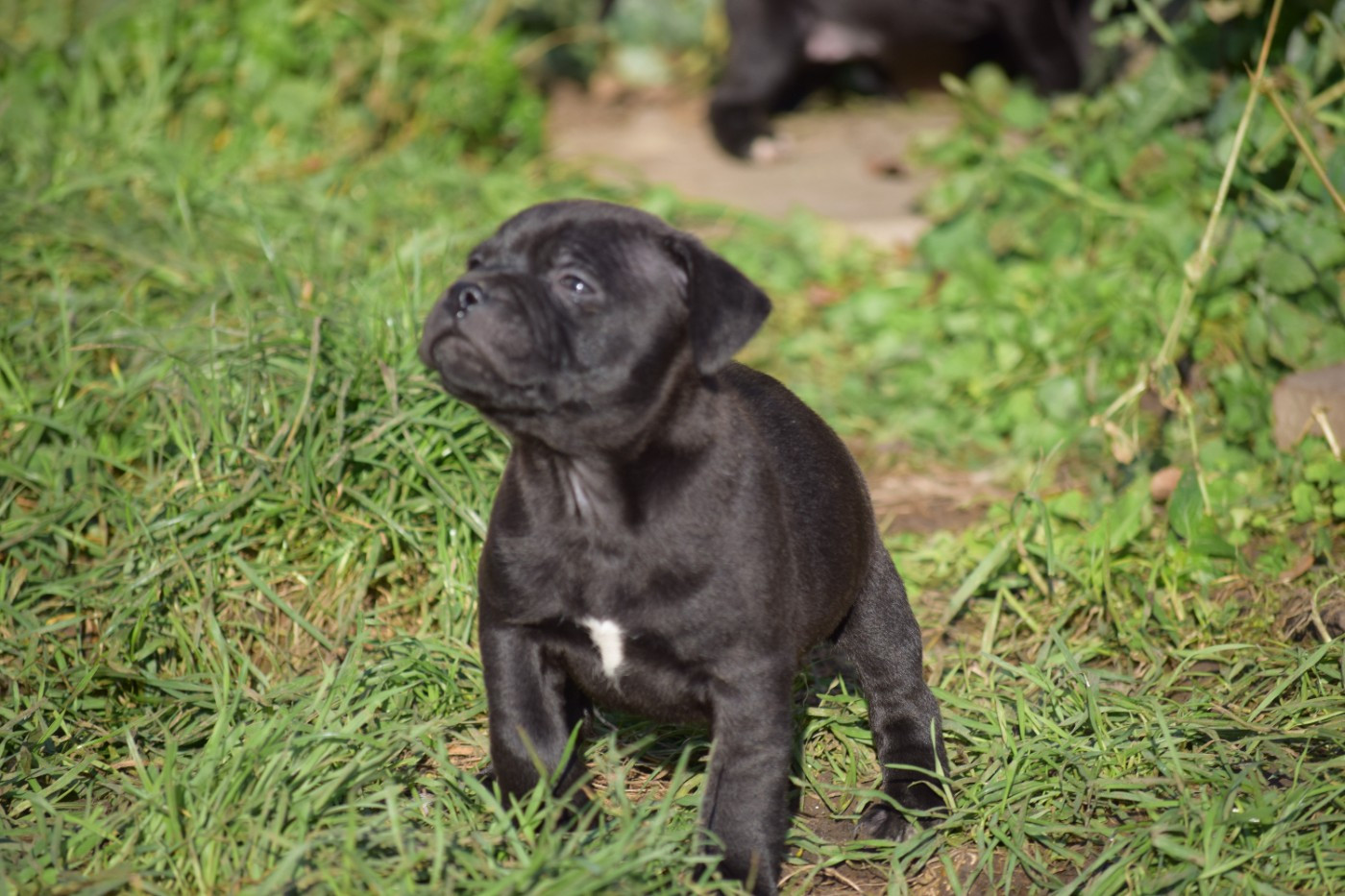 du Domaine de Poudlard - Chiots disponibles - Staffordshire Bull Terrier