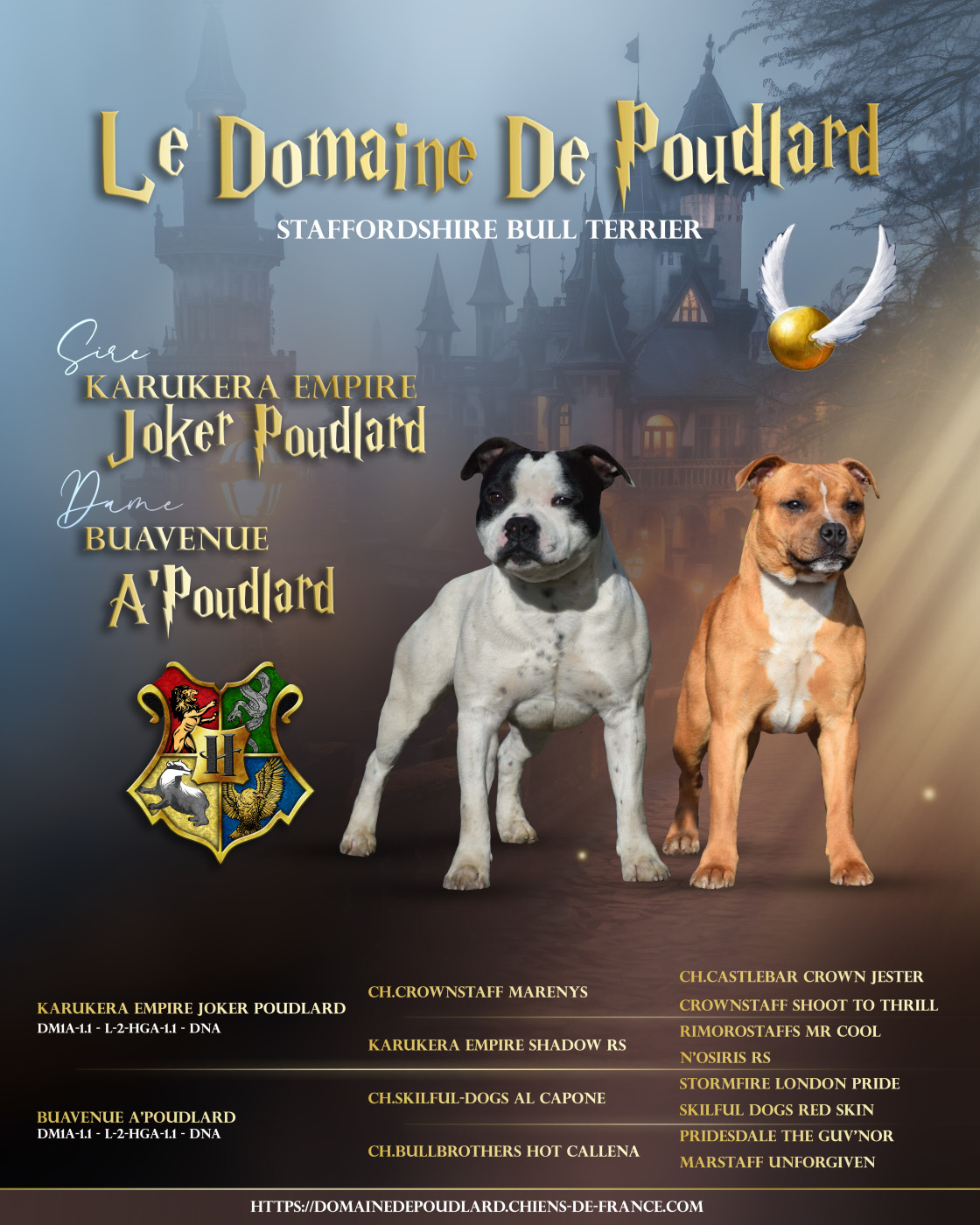 Chiot Staffordshire Bull Terrier du Domaine de Poudlard
