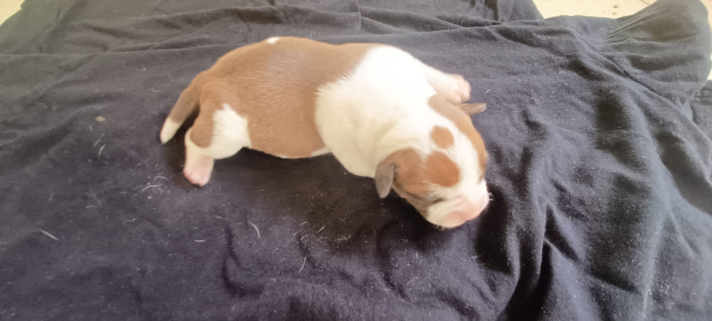 du Domaine de Poudlard - Chiots disponibles - Staffordshire Bull Terrier