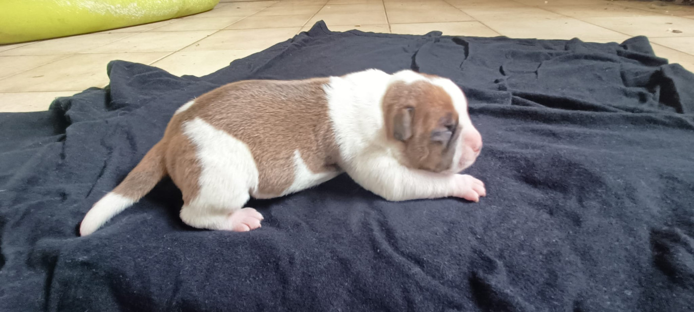 du Domaine de Poudlard - Chiots disponibles - Staffordshire Bull Terrier