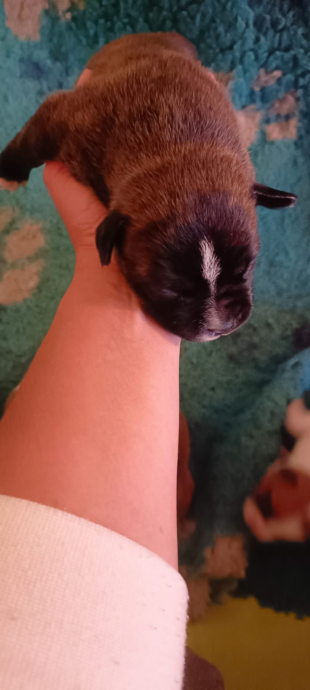 du Domaine de Poudlard - Chiots disponibles - Staffordshire Bull Terrier