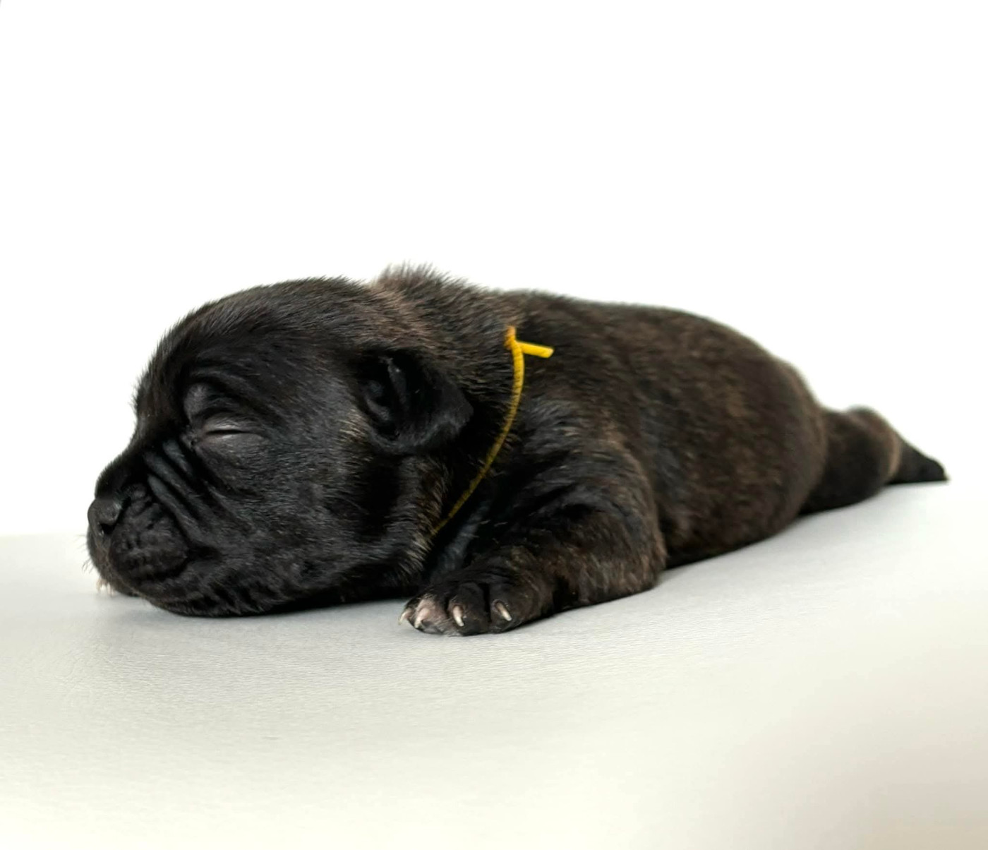 du Domaine de Poudlard - Chiots disponibles - Staffordshire Bull Terrier