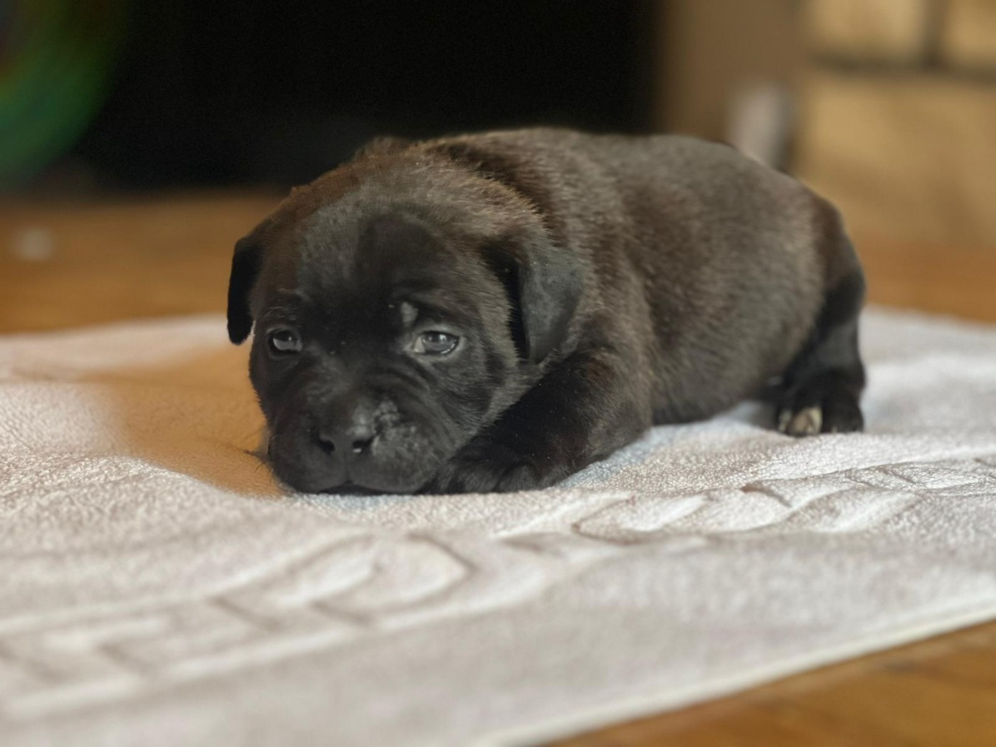 du Domaine de Poudlard - Chiots disponibles - Staffordshire Bull Terrier