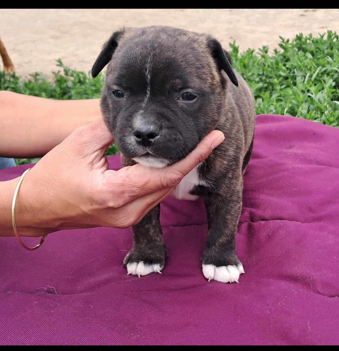 du Domaine de Poudlard - Chiots disponibles - Staffordshire Bull Terrier