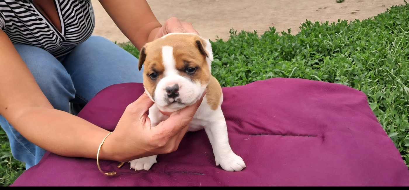 du Domaine de Poudlard - Chiots disponibles - Staffordshire Bull Terrier