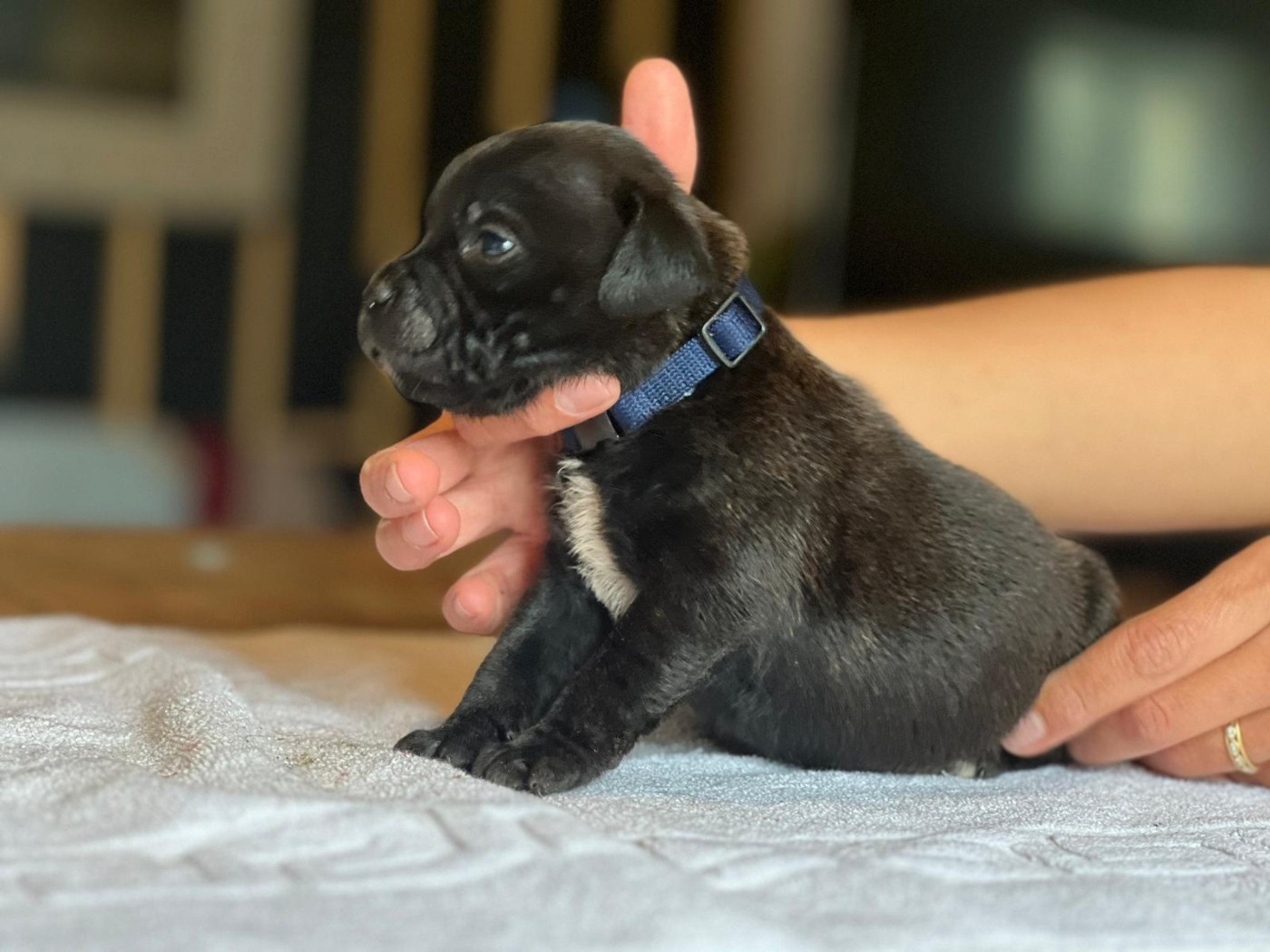 du Domaine de Poudlard - Chiots disponibles - Staffordshire Bull Terrier