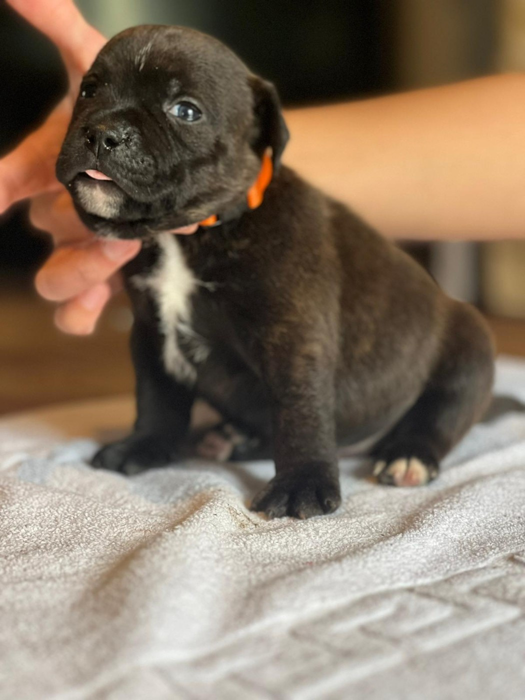 du Domaine de Poudlard - Chiots disponibles - Staffordshire Bull Terrier