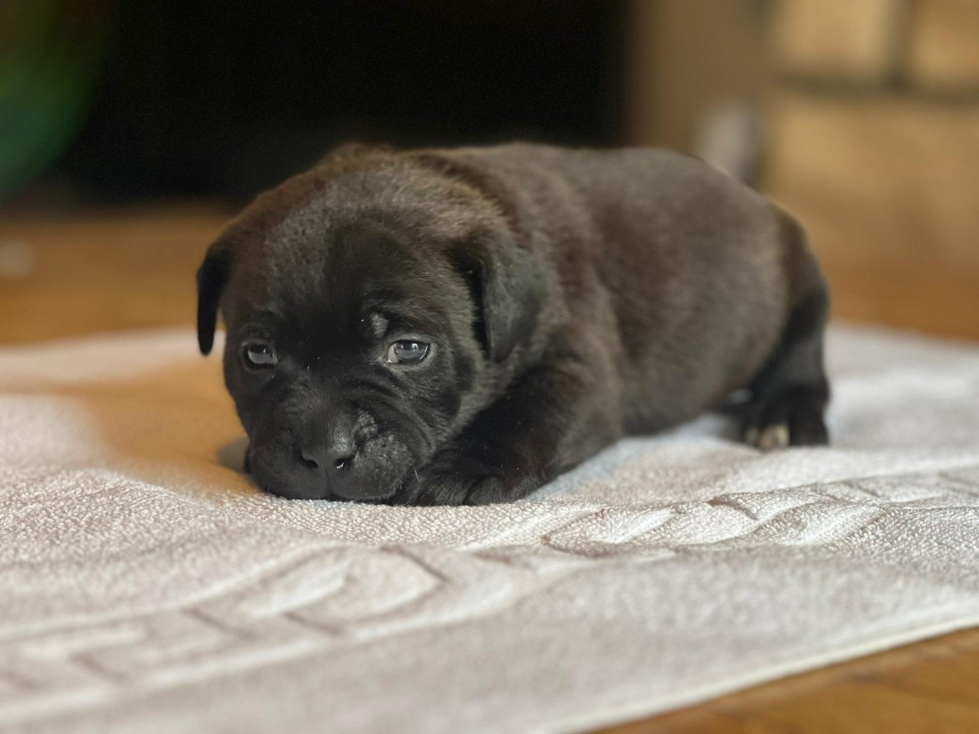 du Domaine de Poudlard - Chiots disponibles - Staffordshire Bull Terrier