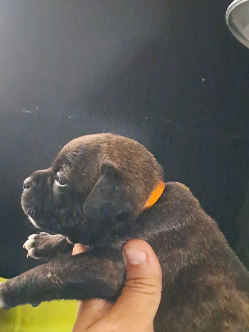 Chiot Staffordshire Bull Terrier du Domaine de Poudlard