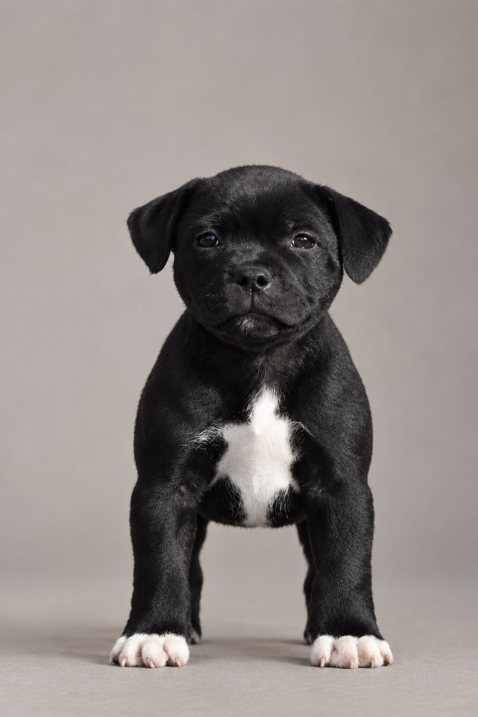 du Domaine de Poudlard - Chiots disponibles - Staffordshire Bull Terrier