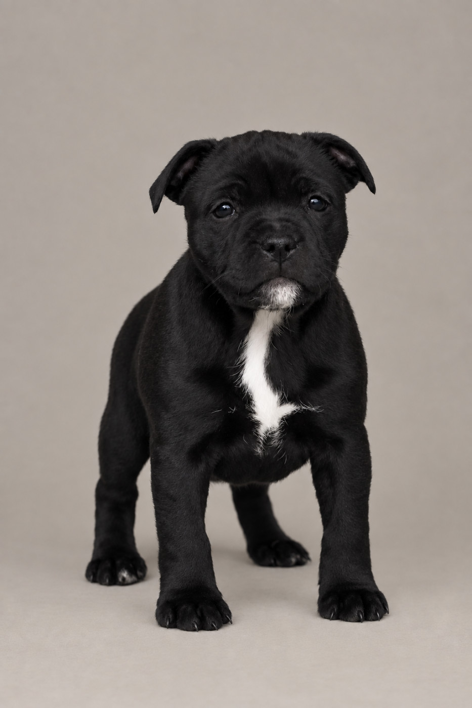 du Domaine de Poudlard - Chiots disponibles - Staffordshire Bull Terrier