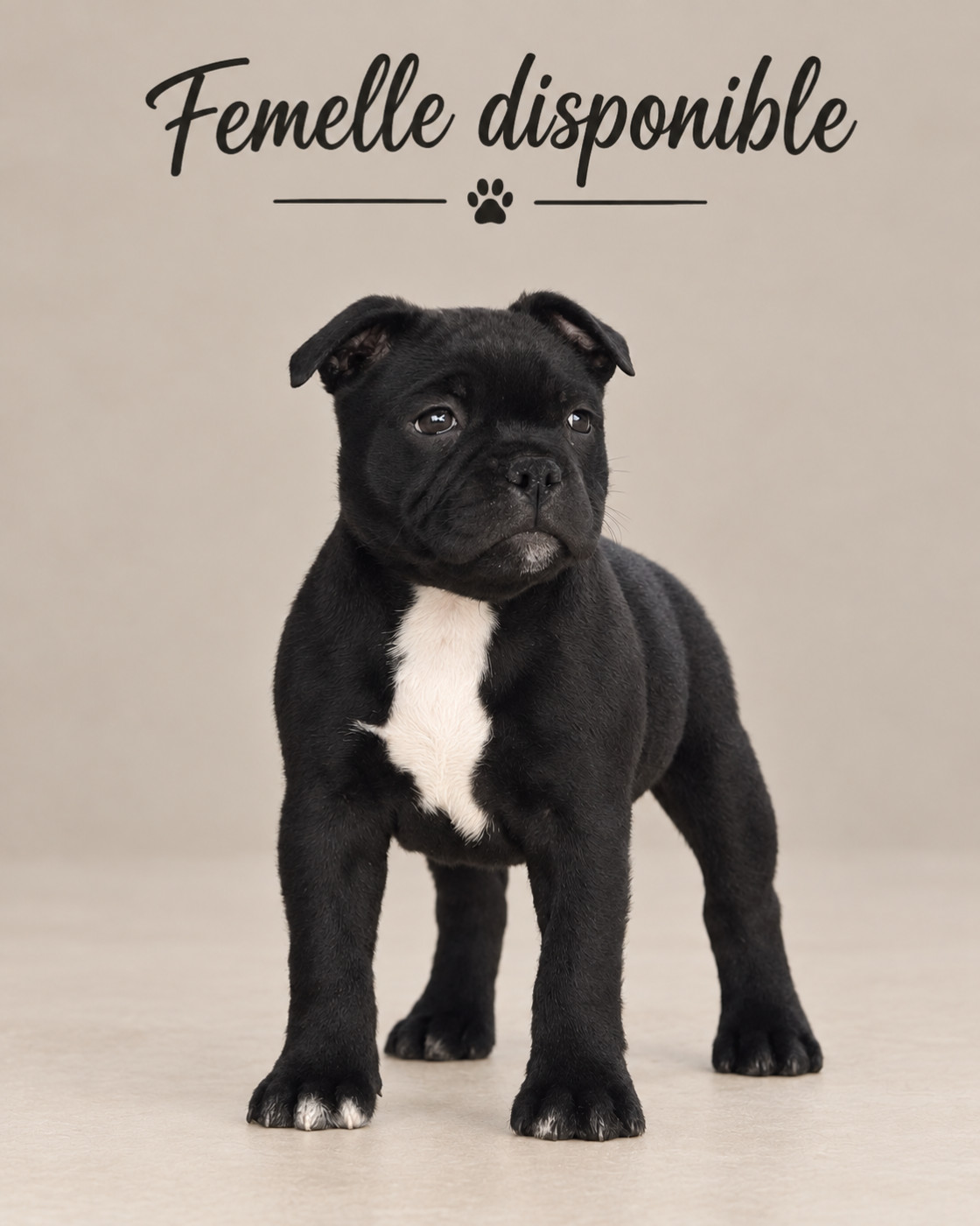 du Domaine de Poudlard - Chiots disponibles - Staffordshire Bull Terrier