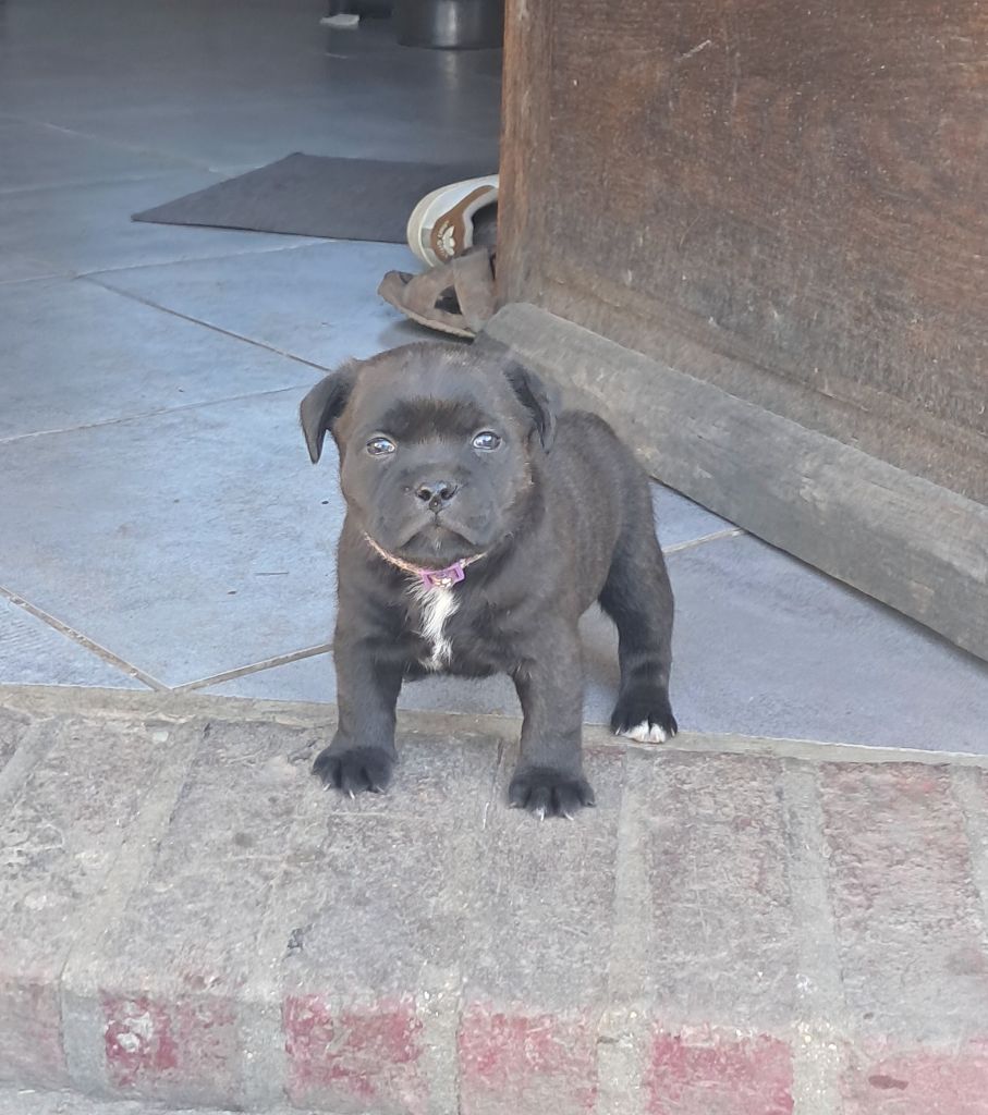 du Domaine de Poudlard - Chiots disponibles - Staffordshire Bull Terrier