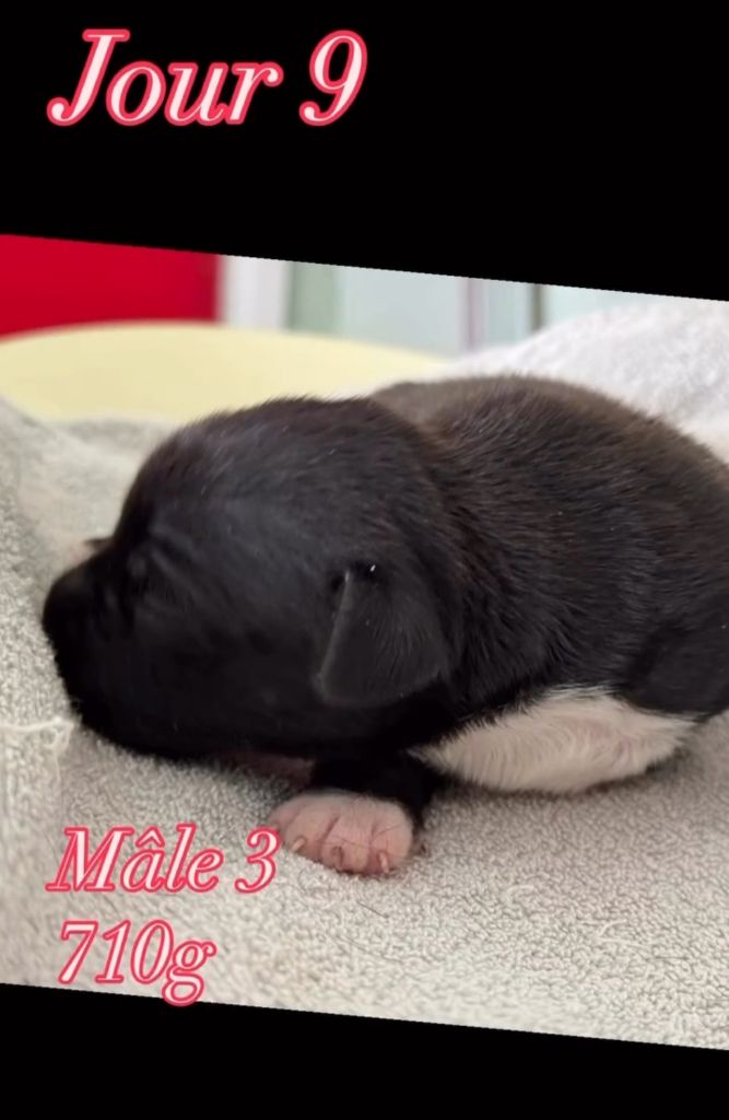 du Domaine de Poudlard - Chiots disponibles - Staffordshire Bull Terrier