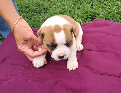 Chiot N°2