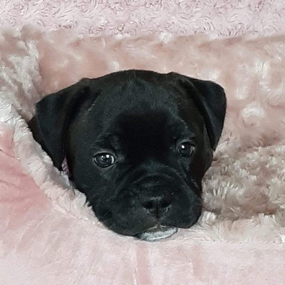 Chiot N°1
