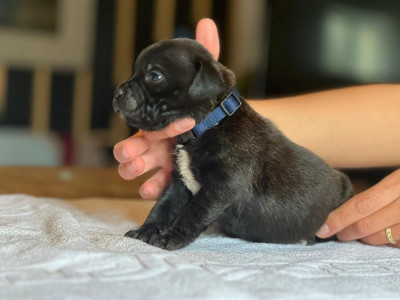 Chiot N°1