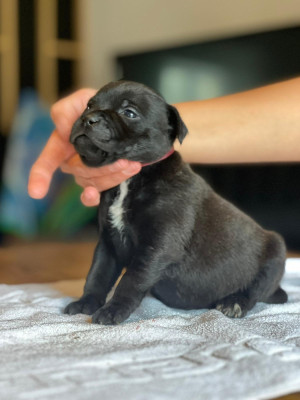 Chiot N°5