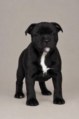 Chiot N°4