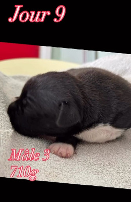 CHIOT 4