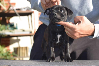 CHIOT 6